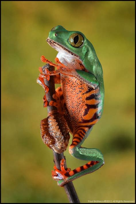 tiger leg tree frog|More.